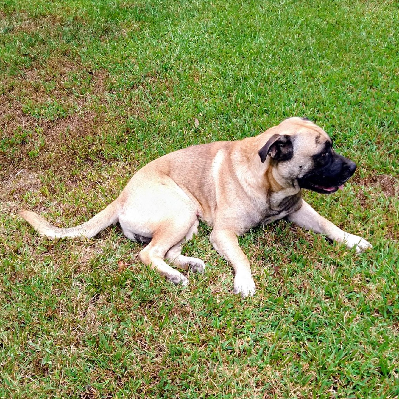 Enlarge Muggles, a Adoptable mixed breed in Woburn, MA image 6/6