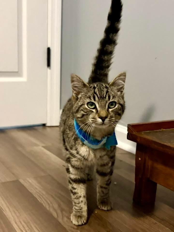 Enlarge Theo, a Adoptable mixed breed in WARNER ROBINS, GA image 2/4