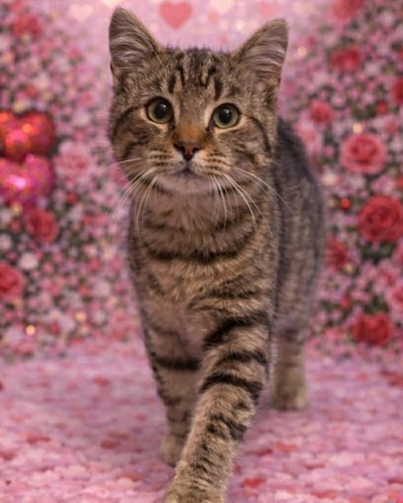 Enlarge Theo, a Adoptable mixed breed in WARNER ROBINS, GA image 3/4