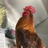 Cluckin' Bell, ADOPTABLE, Young Male Chicken.