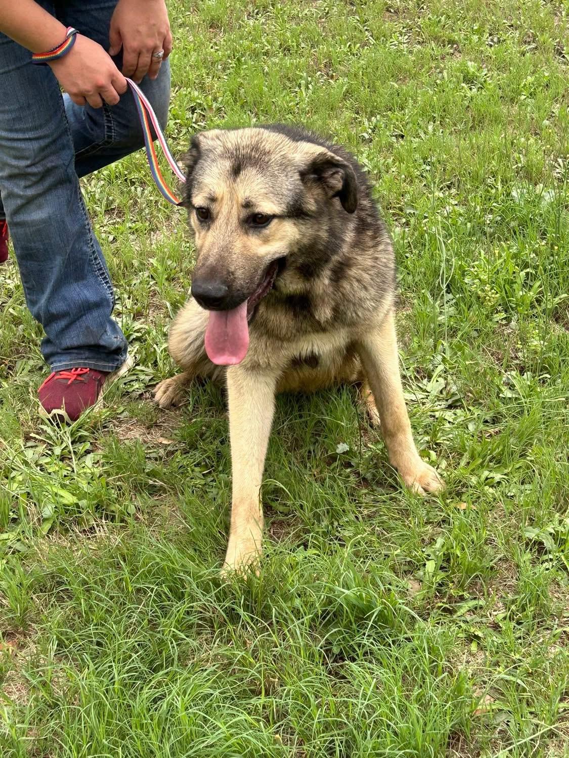 Enlarge Sky, a Adoptable mixed breed in Warwick, RI image 1/2