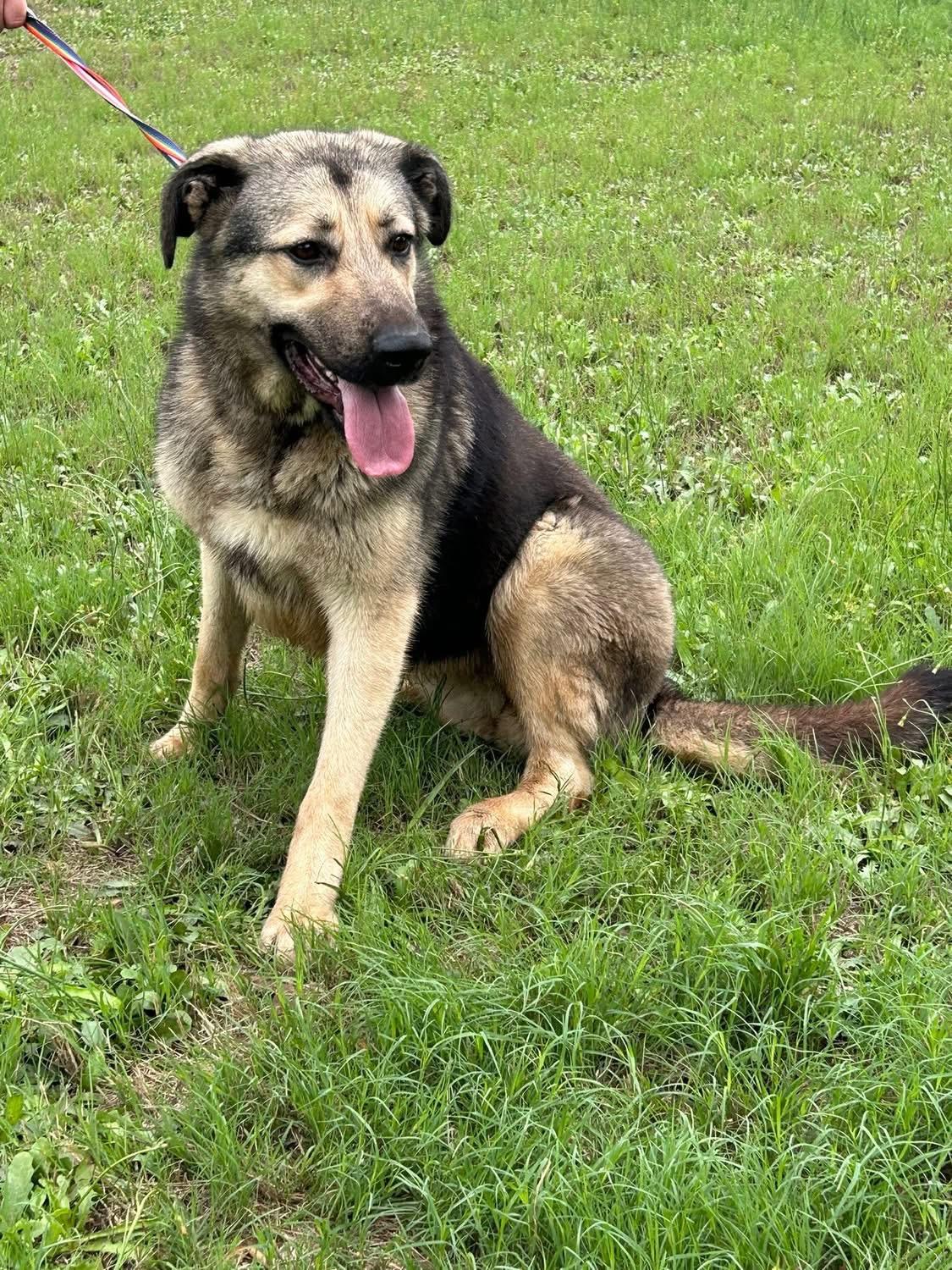 Enlarge Sky, a Adoptable mixed breed in Warwick, RI image 2/2