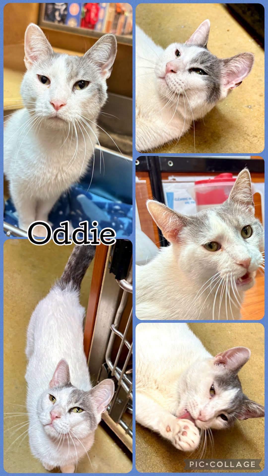 ODDIE, Adoptable, Young Male Tabby.