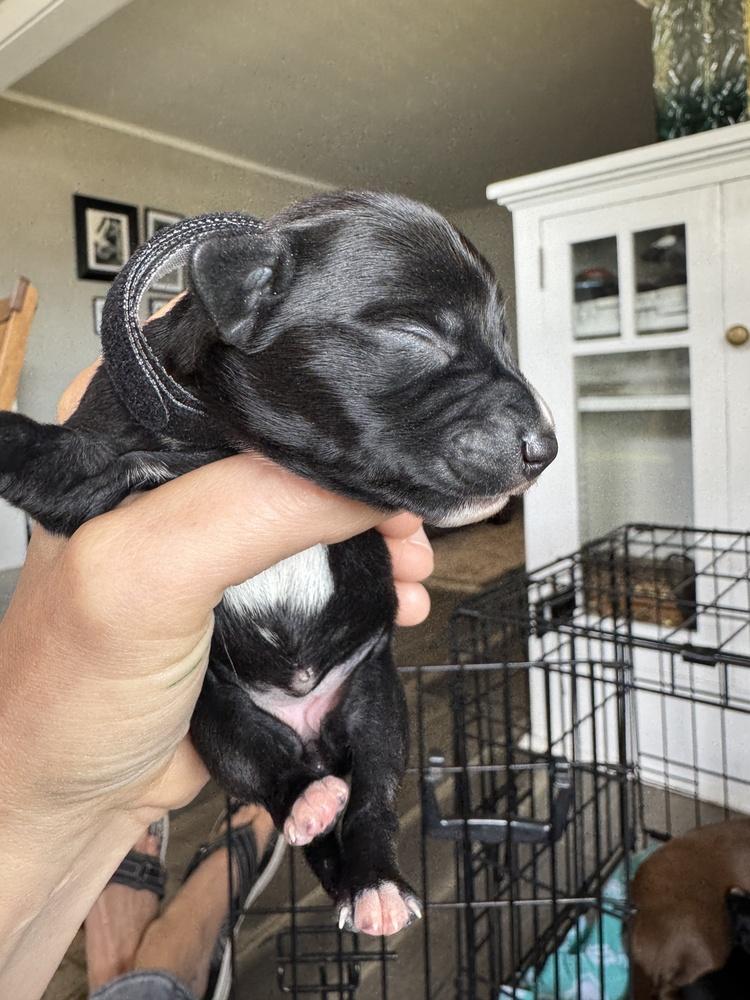Madeira, Adoptable, Puppy Female Dachshund.