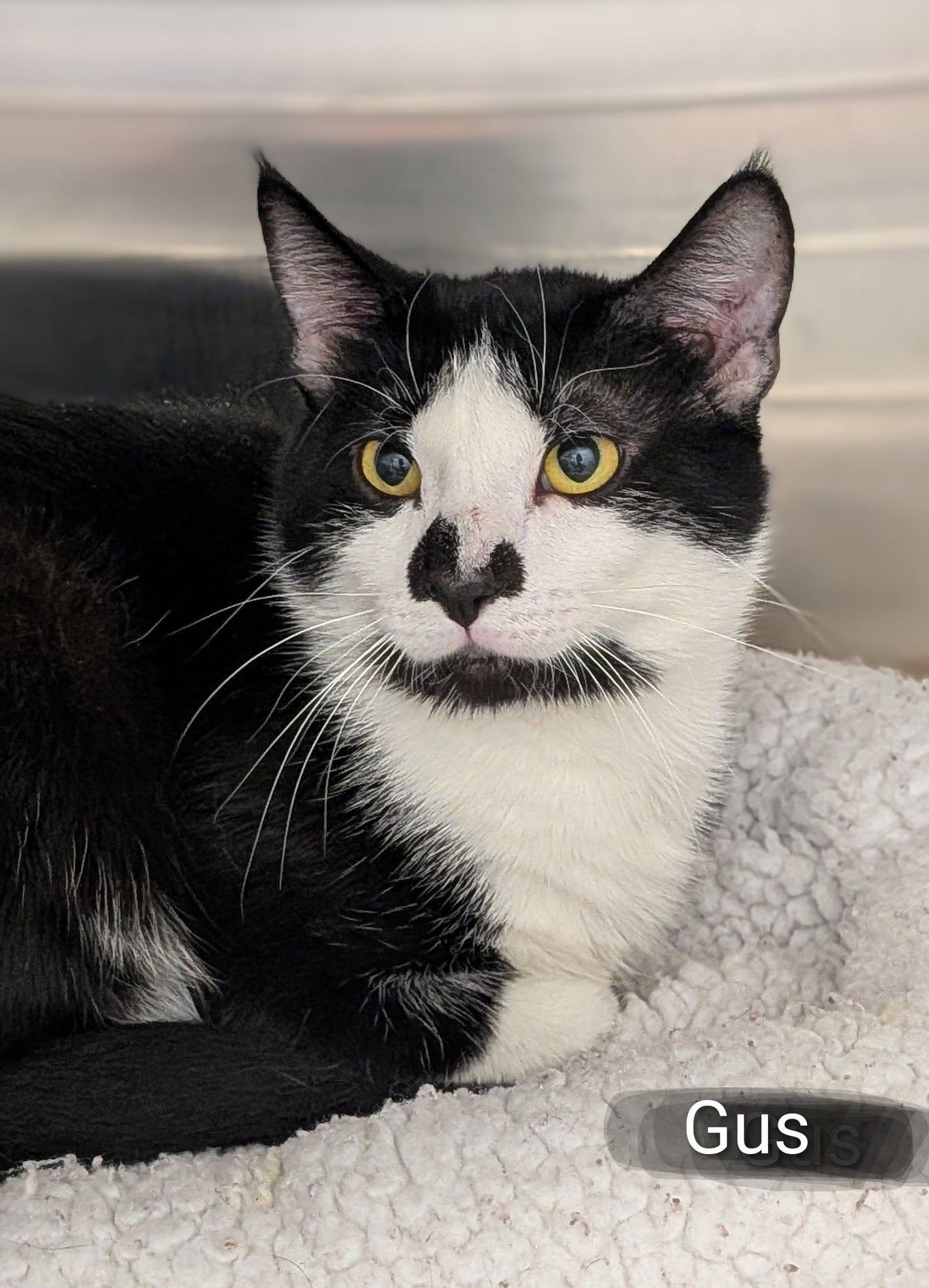 Enlarge Gus, a ADOPTABLE Domestic Medium Hair in Flint, MI image 1/1