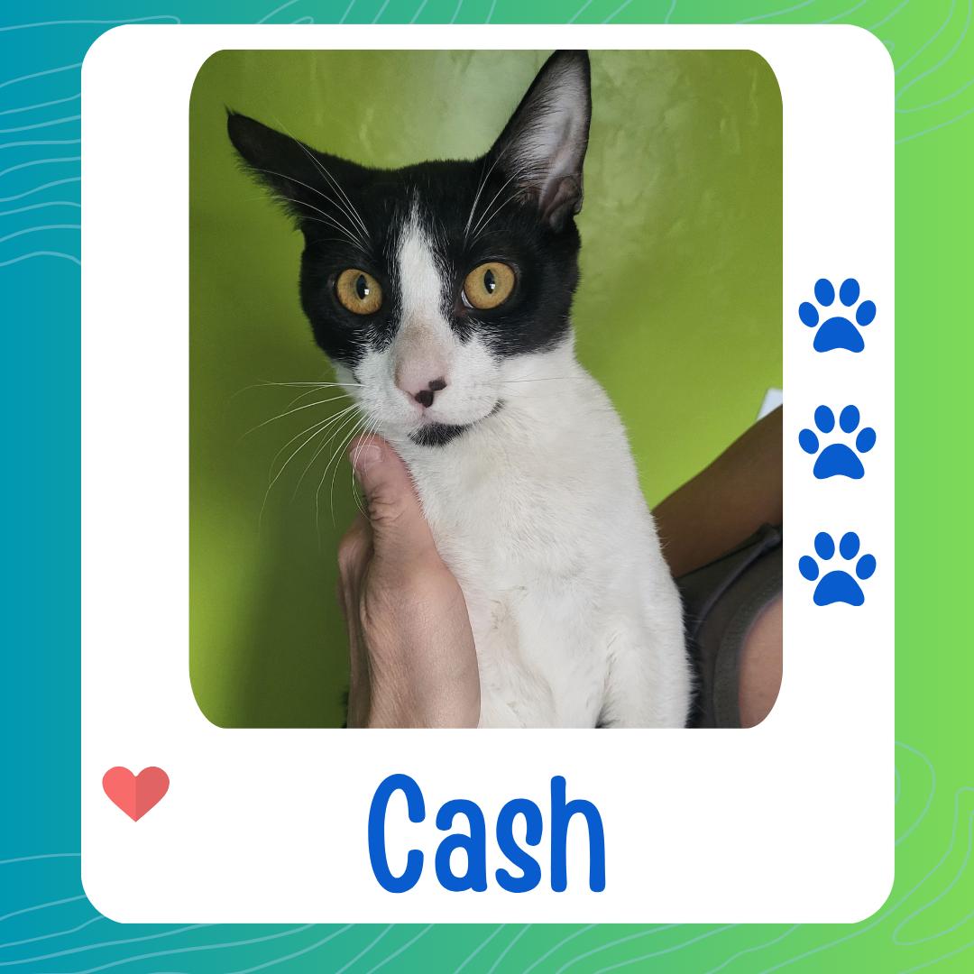 Cash, Adoptable, Kitten Male Domestic Short Hair.