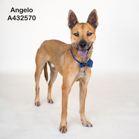 ANGELO photo
