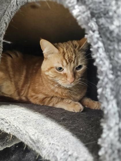 Akibe, Adoptable, Adult Male Domestic Short Hair & Domestic Short Hair.