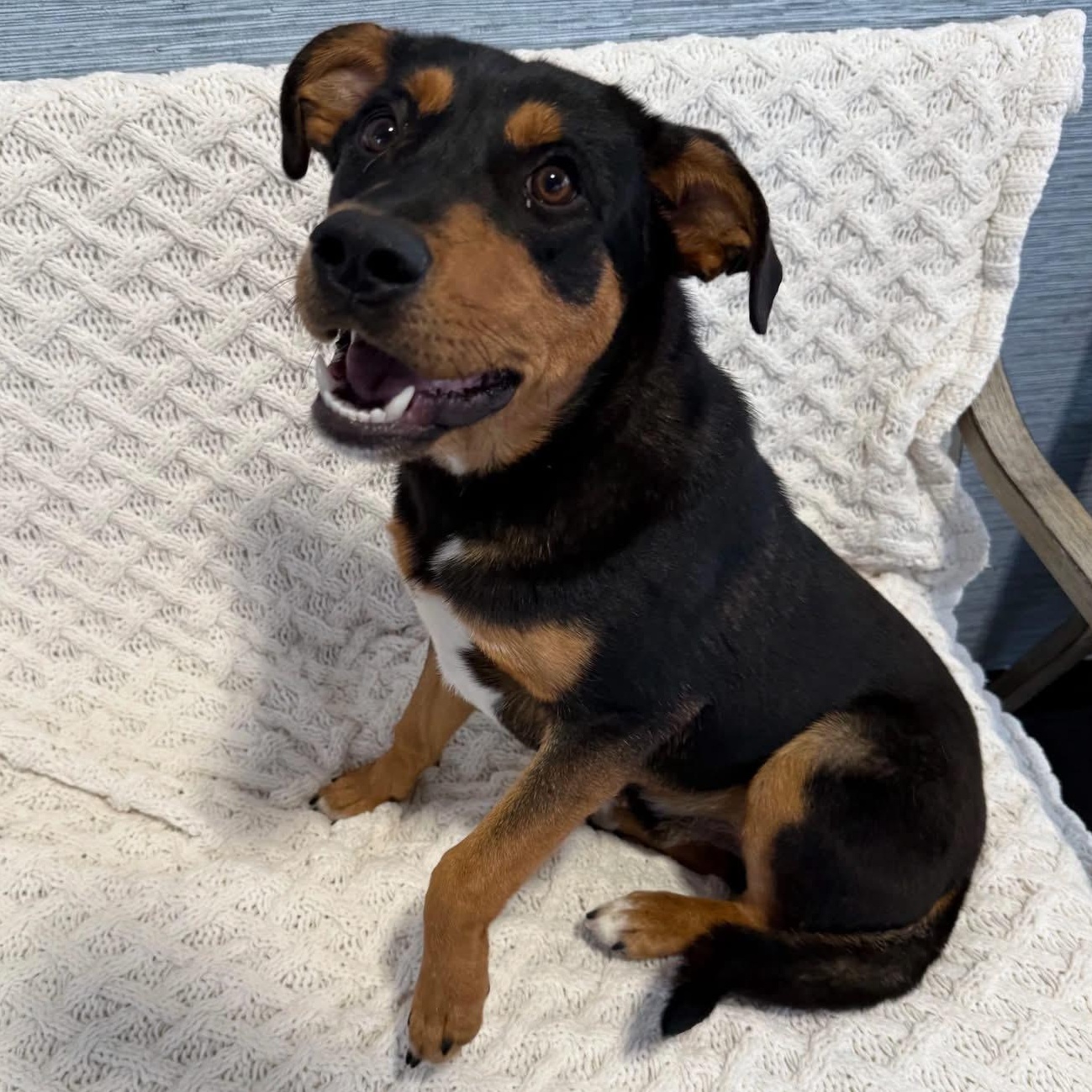 Enlarge Buddy, a ADOPTABLE mixed breed in Joliet, IL image 1/1