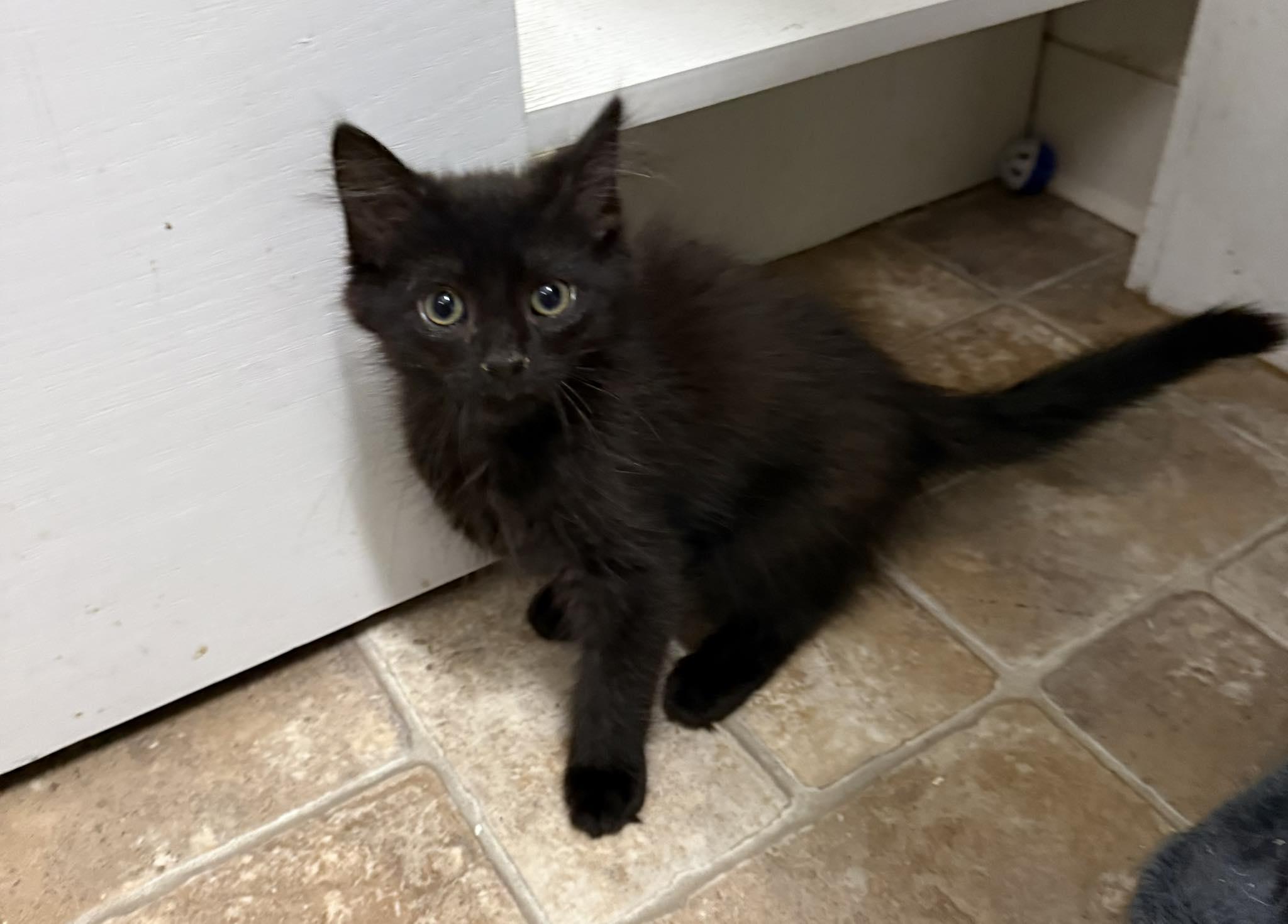 Green Bean, adopted, Young Female Domestic Short Hair.