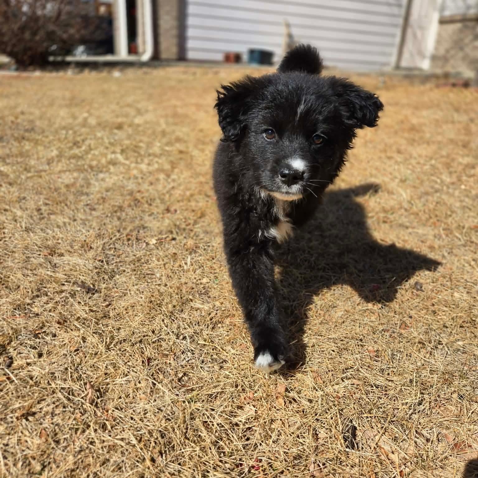 Enlarge Margaret, an adopted mixed breed in Mead, CO image 2/6