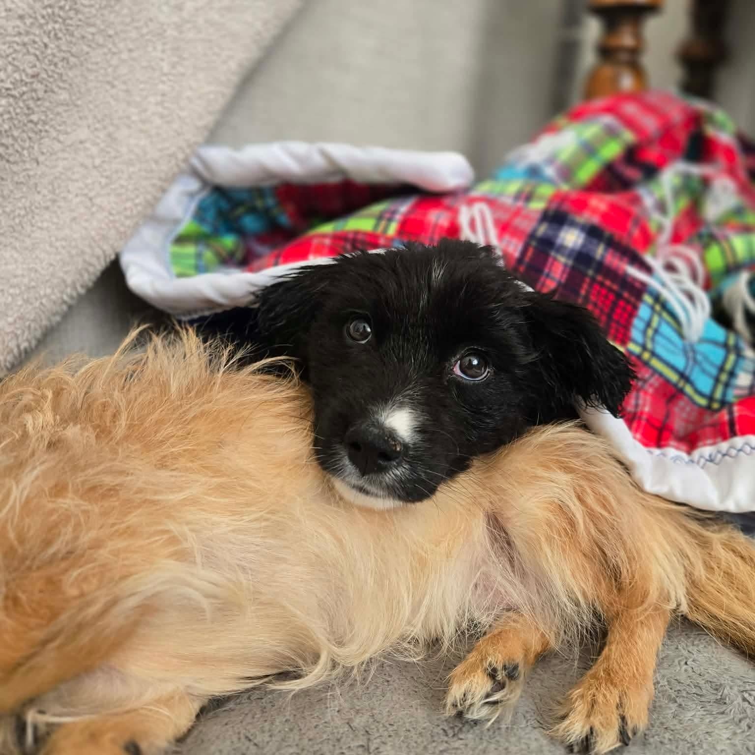 Enlarge Margaret, an adopted mixed breed in Mead, CO image 4/6