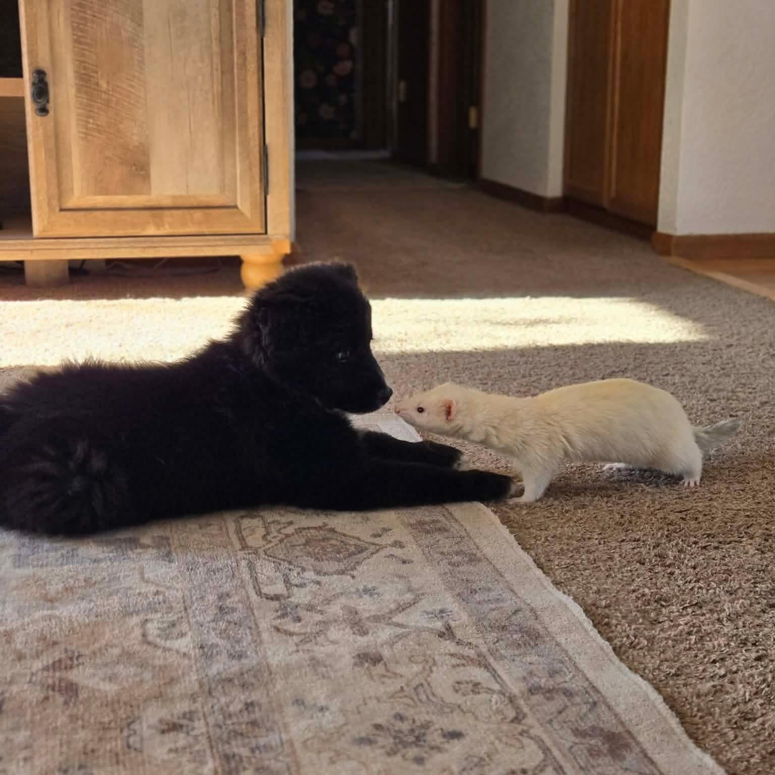 Enlarge Margaret, an adopted mixed breed in Mead, CO image 6/6