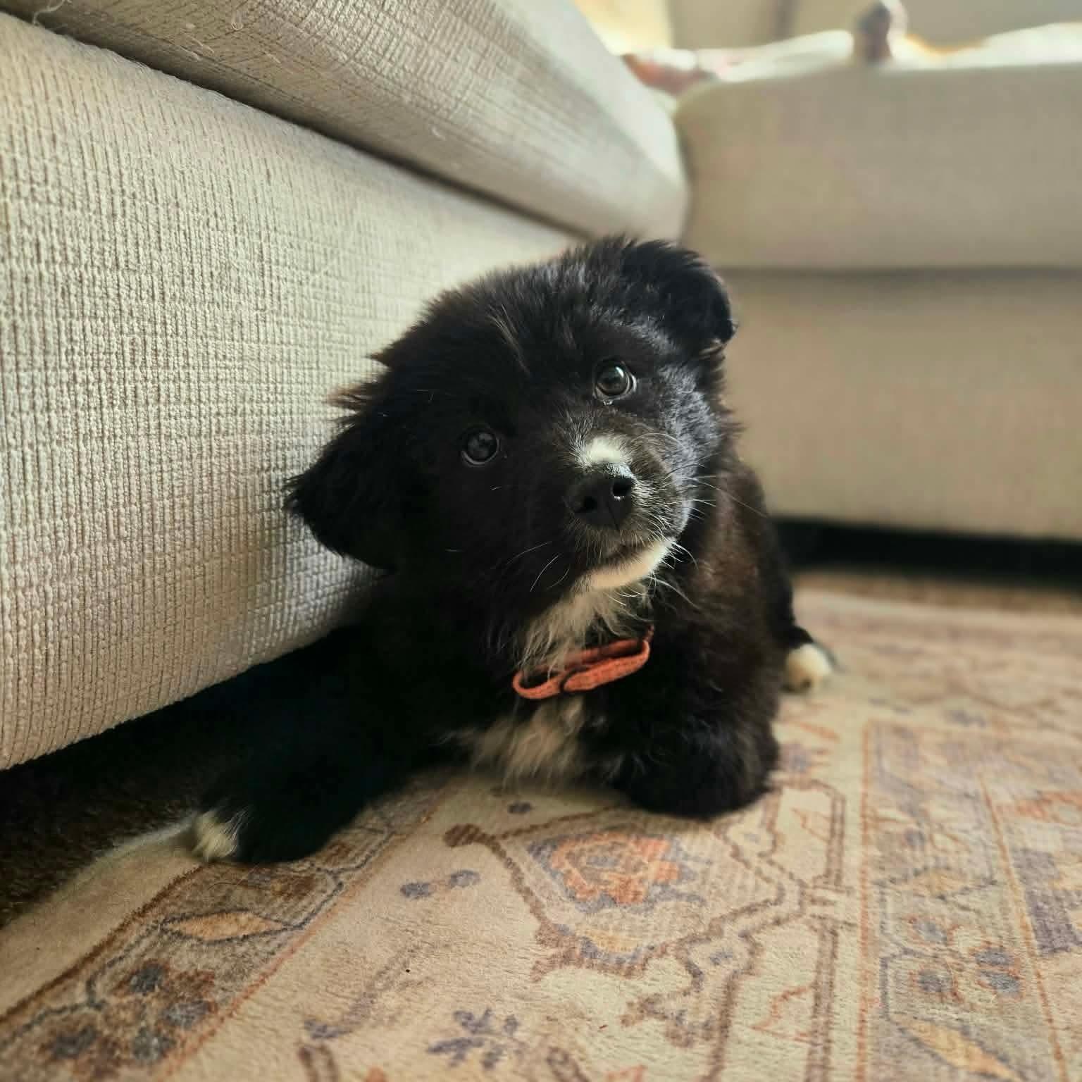 Enlarge Margaret, an adopted mixed breed in Mead, CO image 5/6