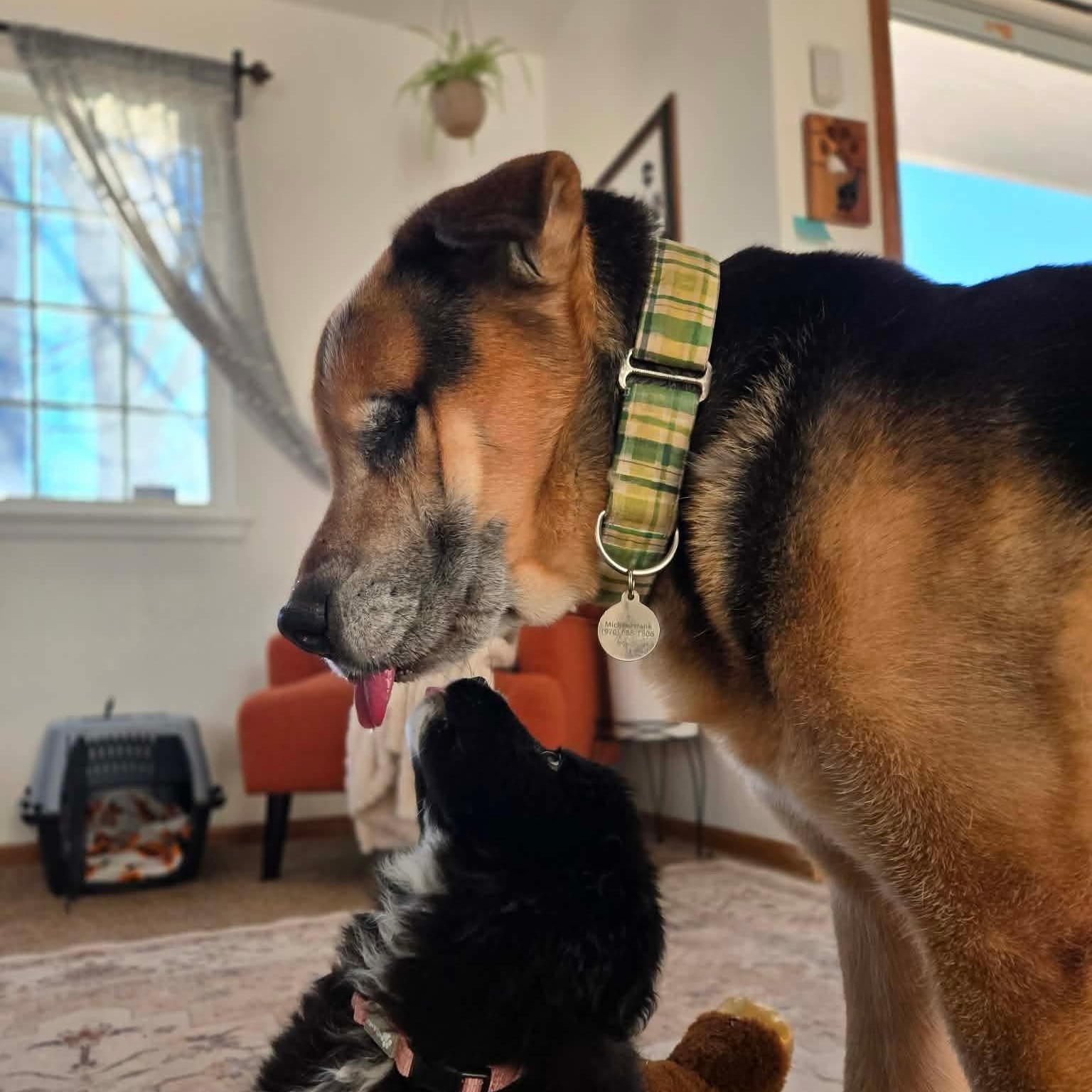 Enlarge Margaret, an adopted mixed breed in Mead, CO image 3/6