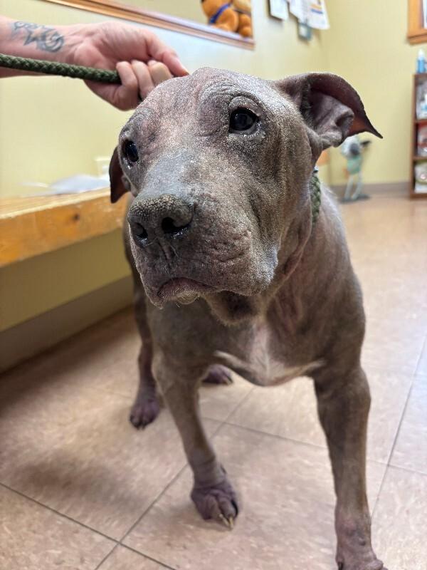 Blu, Adoptable, Adult Male Pit Bull Terrier.