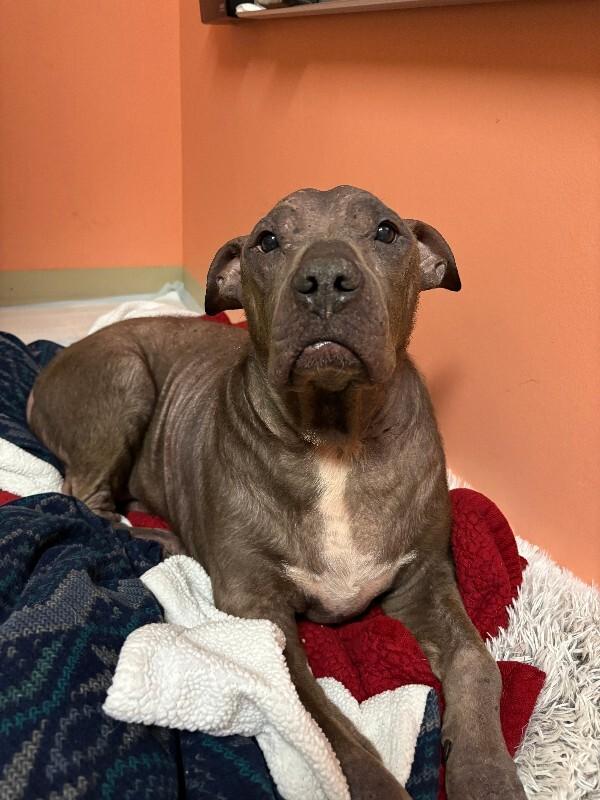 Blu, a Adoptable Pit Bull Terrier in Warren, PA image 2/4