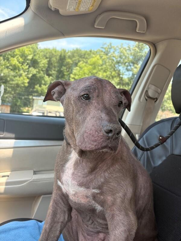 Blu, a Adoptable Pit Bull Terrier in Warren, PA image 3/4