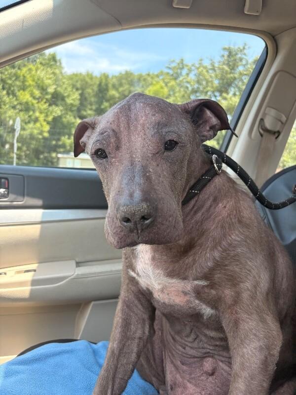 Blu, a Adoptable Pit Bull Terrier in Warren, PA image 4/4