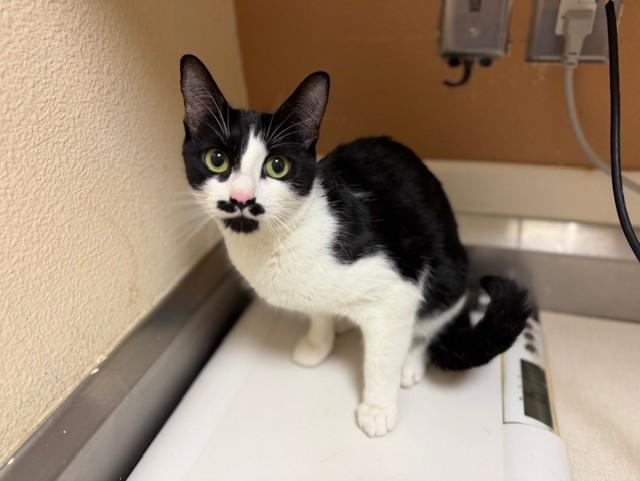 CILANTRO, Adoptable, Young Female Domestic Short Hair.