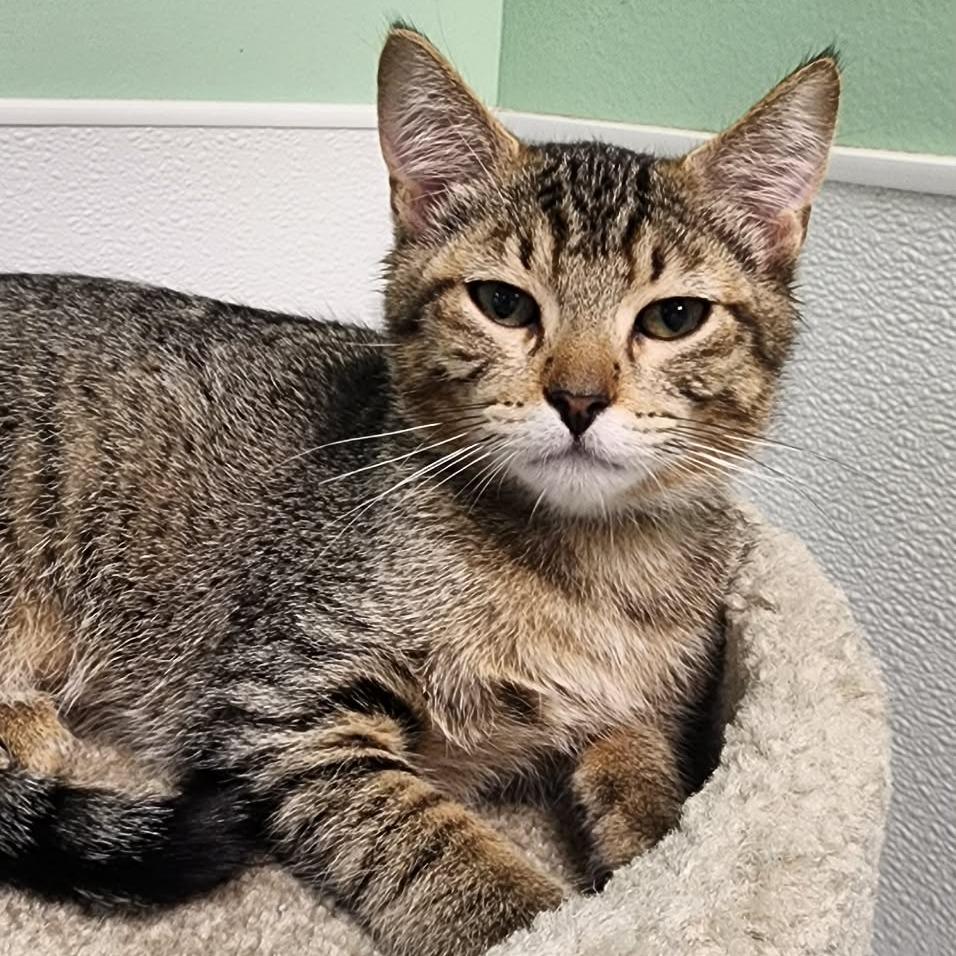 Niko, Adoptable, Kitten Male Domestic Short Hair.