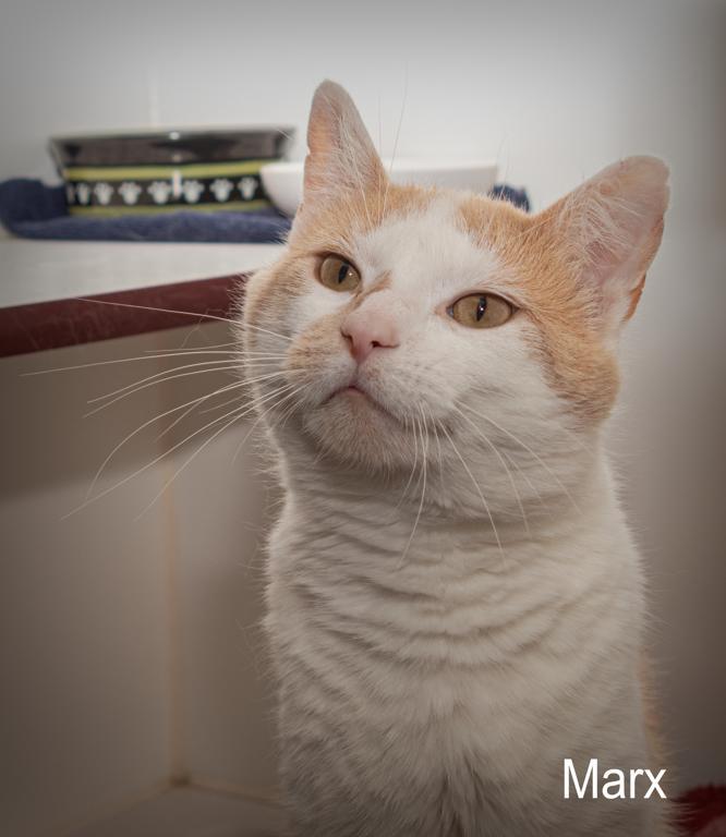 Marx photo 2