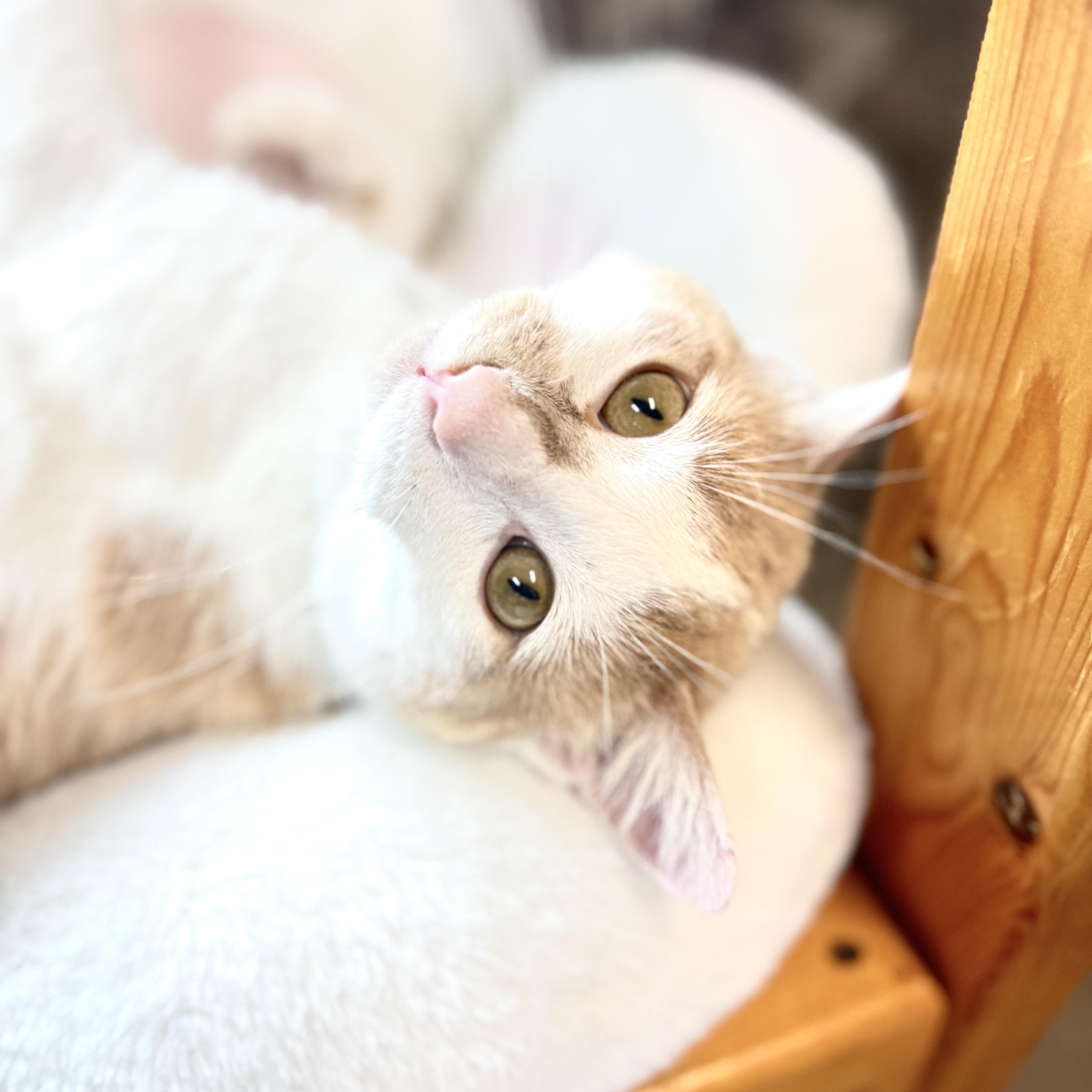 Marx, Adult Male Domestic Short Hair