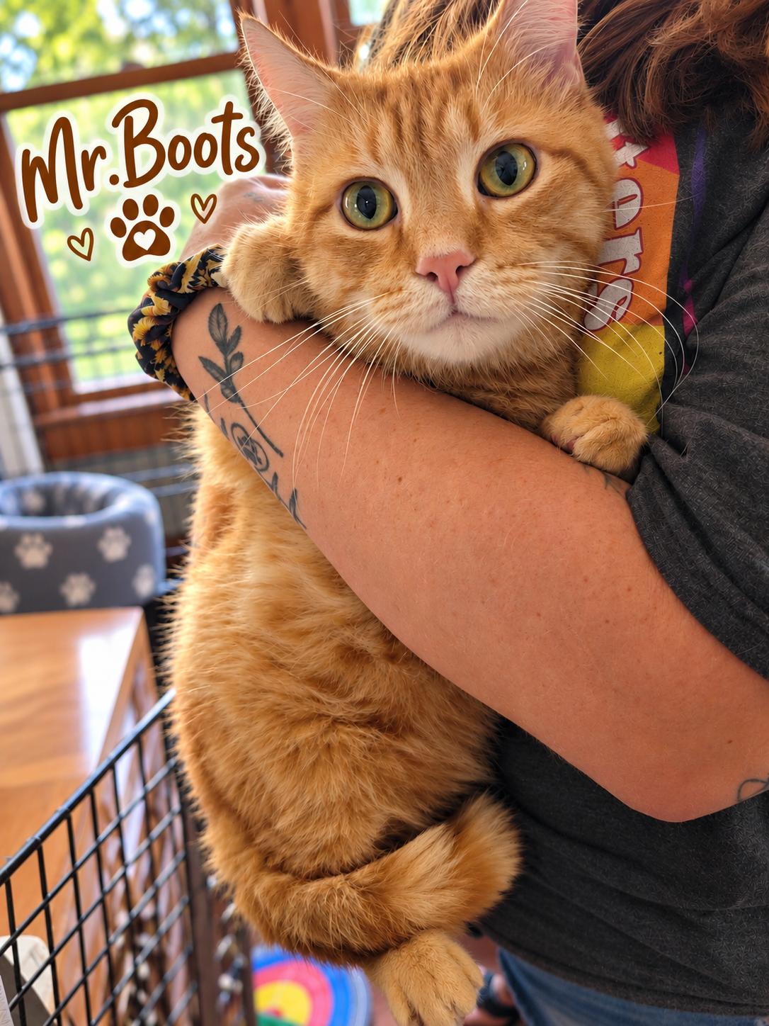 Mr.Boots, Adoptable, Adult Male Domestic Short Hair.