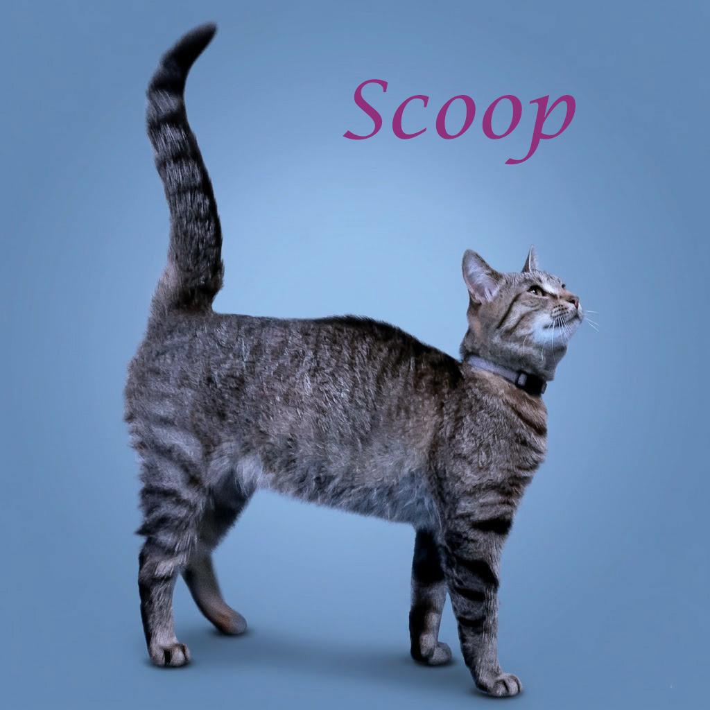 Scoop C26-137, Adoptable, Adult Female Domestic Short Hair.