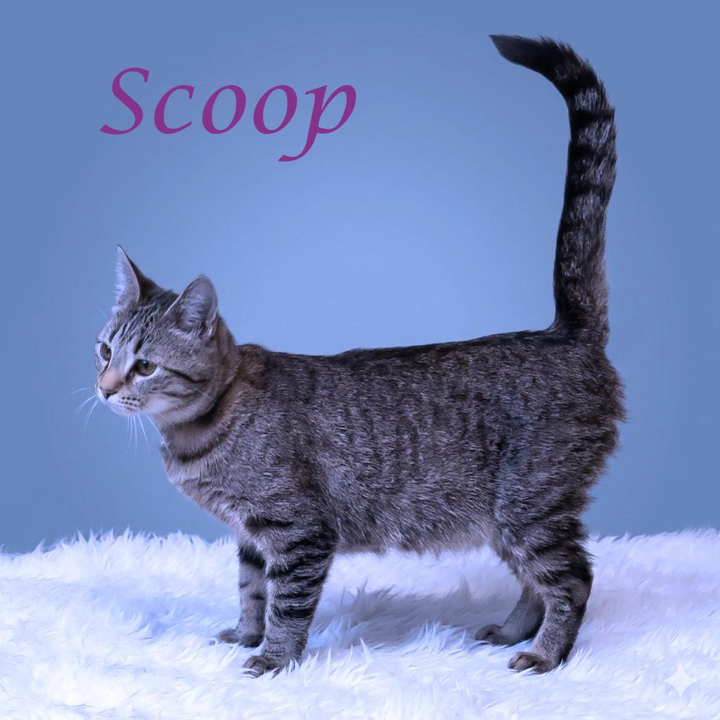 Scoop C26-137, a Adoptable Domestic Short Hair in Lebanon, TN image 2/5