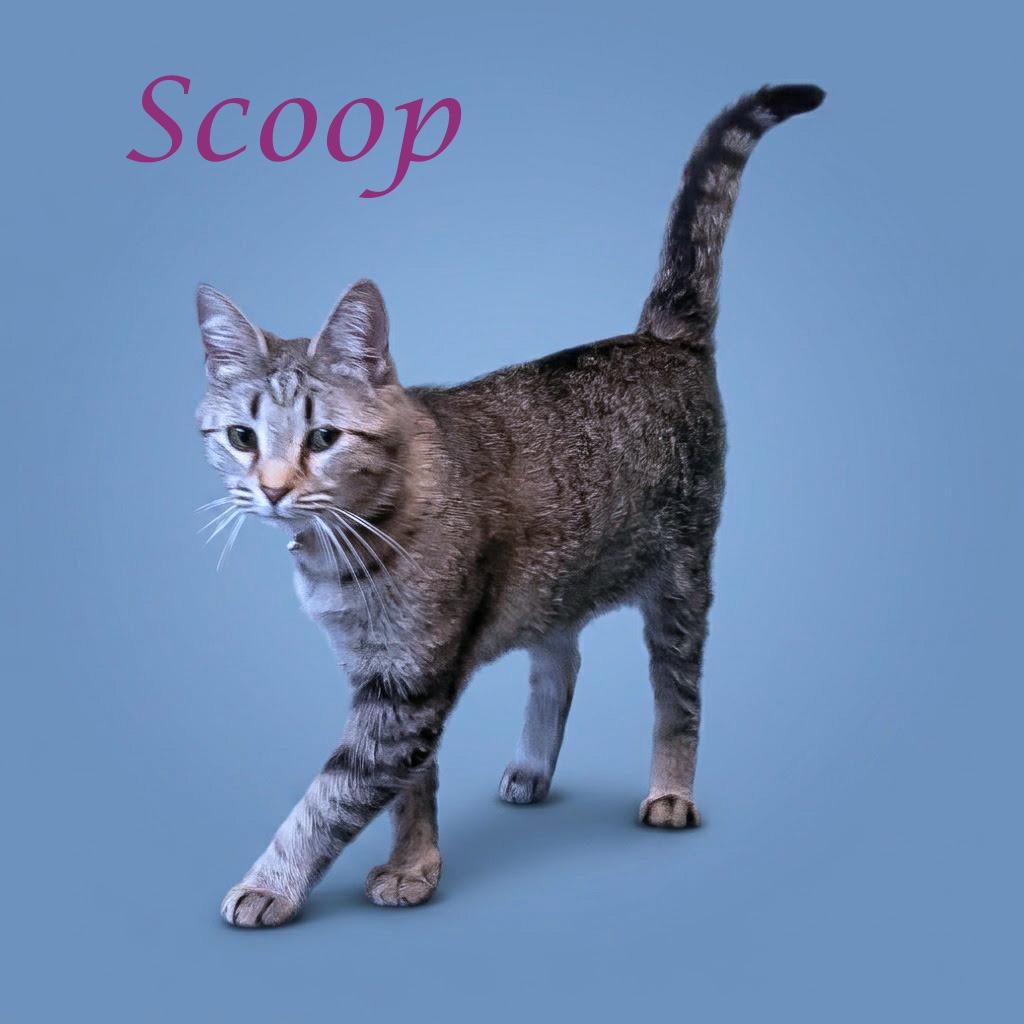 Scoop C26-137, a Adoptable Domestic Short Hair in Lebanon, TN image 3/5