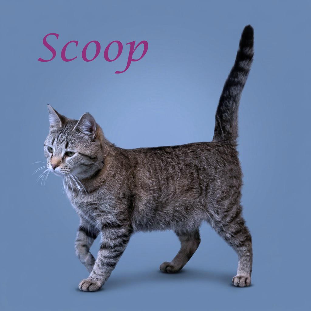 Scoop C26-137, a Adoptable Domestic Short Hair in Lebanon, TN image 4/5