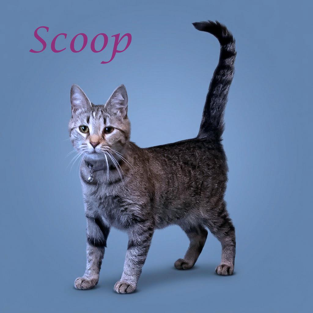 Scoop C26-137, a Adoptable Domestic Short Hair in Lebanon, TN image 5/5