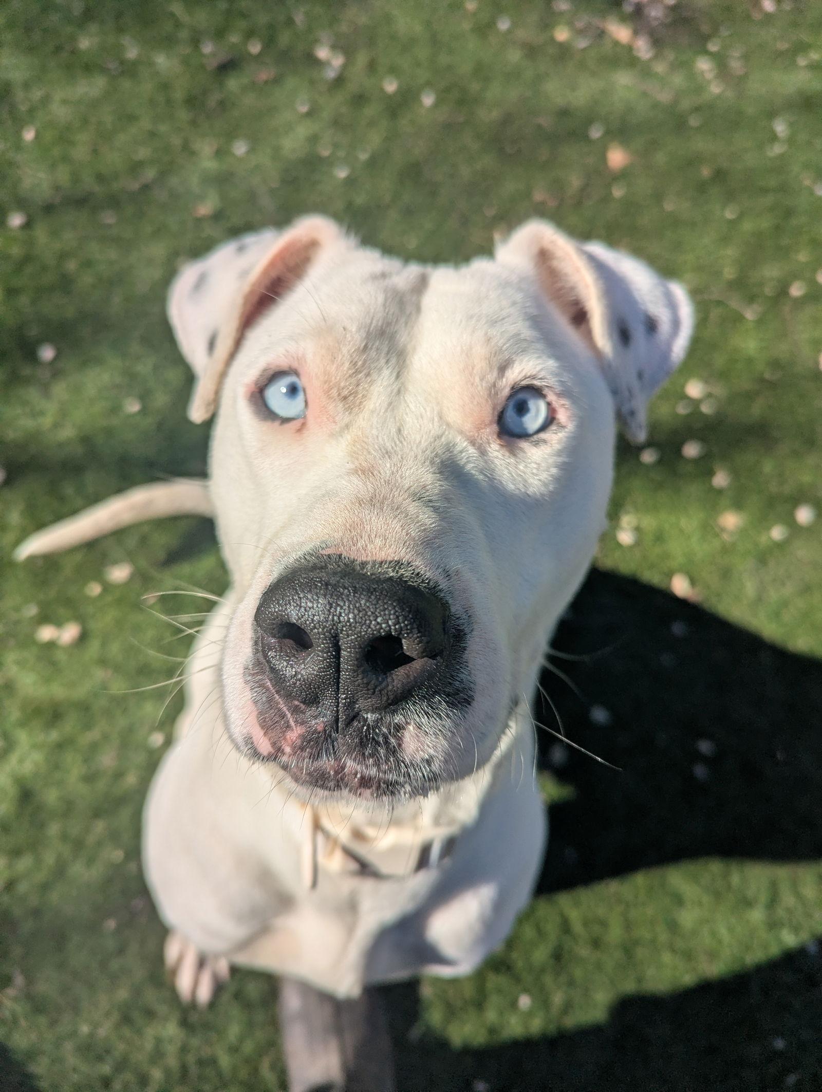 Enlarge Winter, a Adoptable Pit Bull Terrier in Calhoun, GA image 1/3