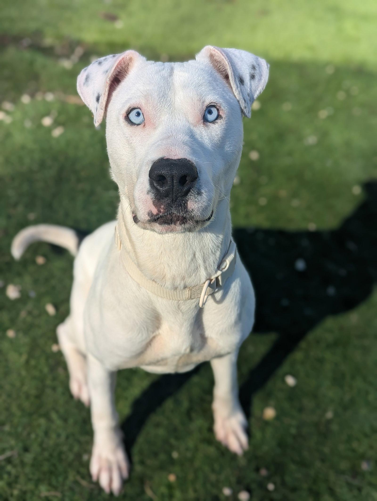 Winter, Adoptable, Young Female Catahoula Leopard Dog & Pit Bull Terrier.
