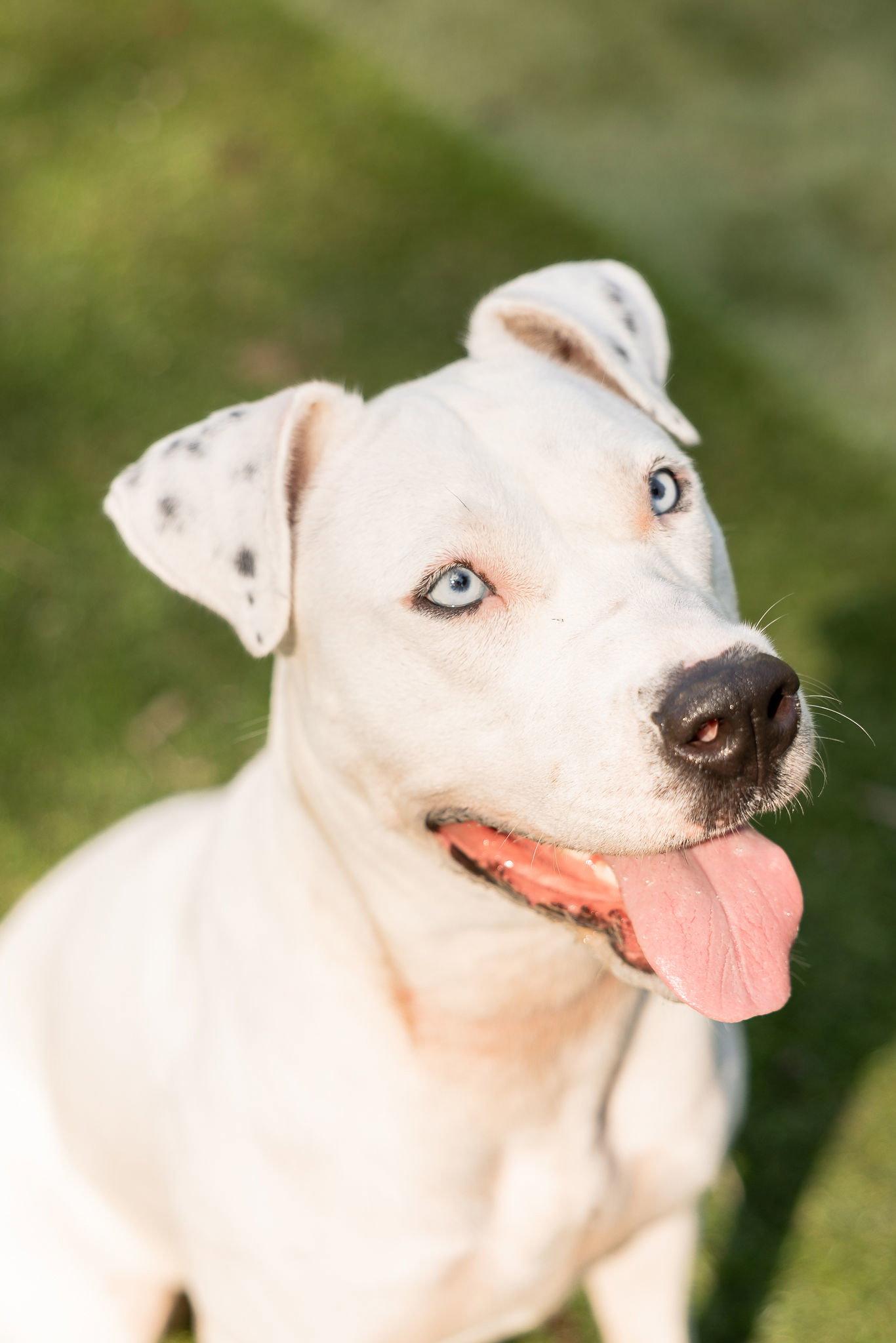 Enlarge Winter, a Adoptable mixed breed in Calhoun, GA image 2/3