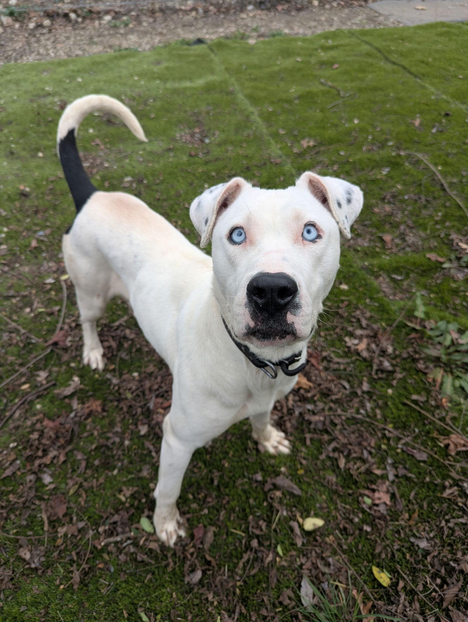 Enlarge Winter, a Adoptable Pit Bull Terrier in Calhoun, GA image 2/3