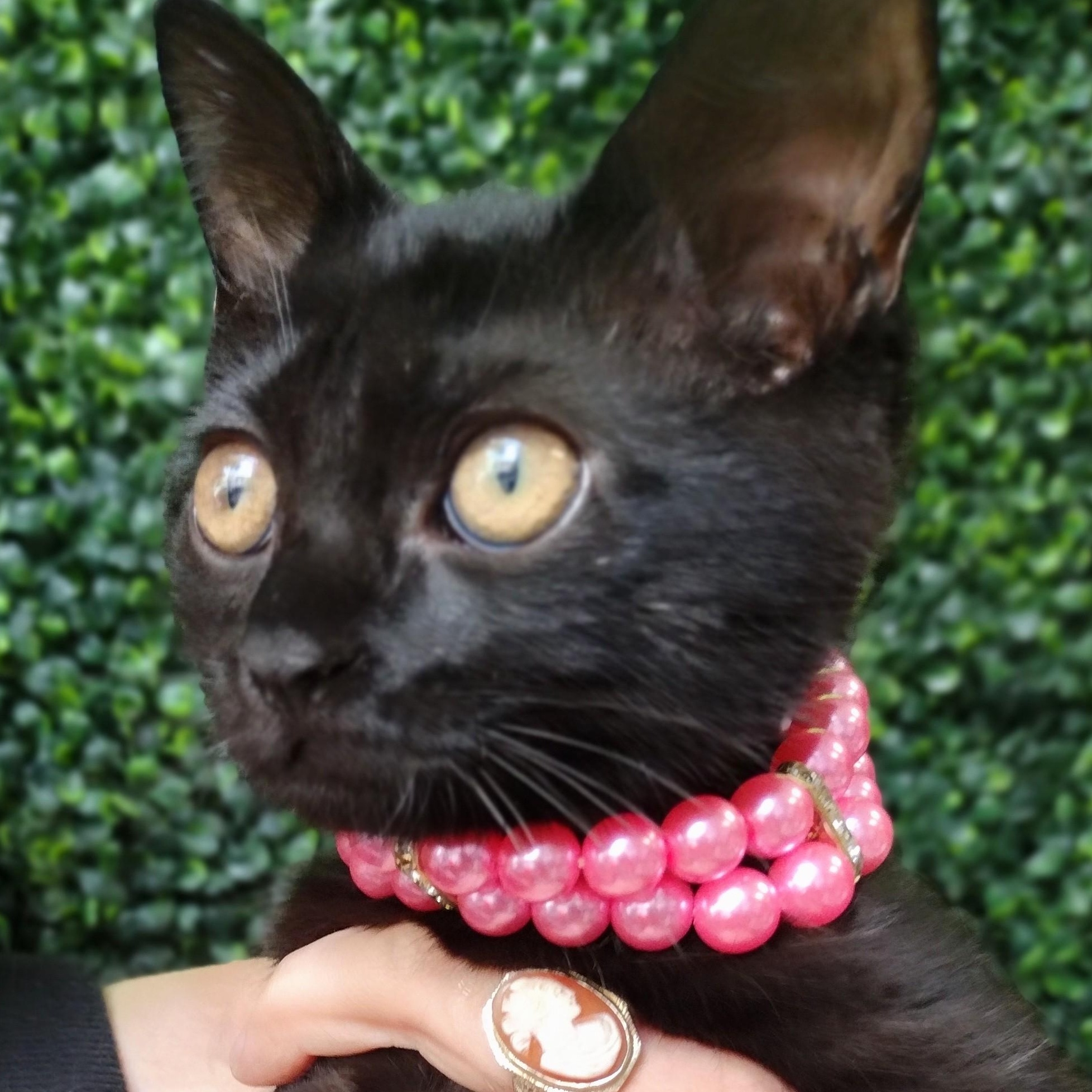 Enlarge Sandy Bae, a ADOPTABLE mixed breed in Brooklyn, NY image 5/6