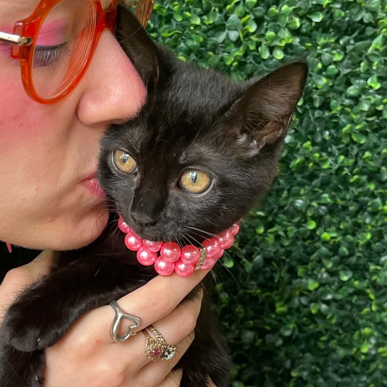Sandy Bae, ADOPTABLE, Kitten Female Domestic Short Hair & Bombay.