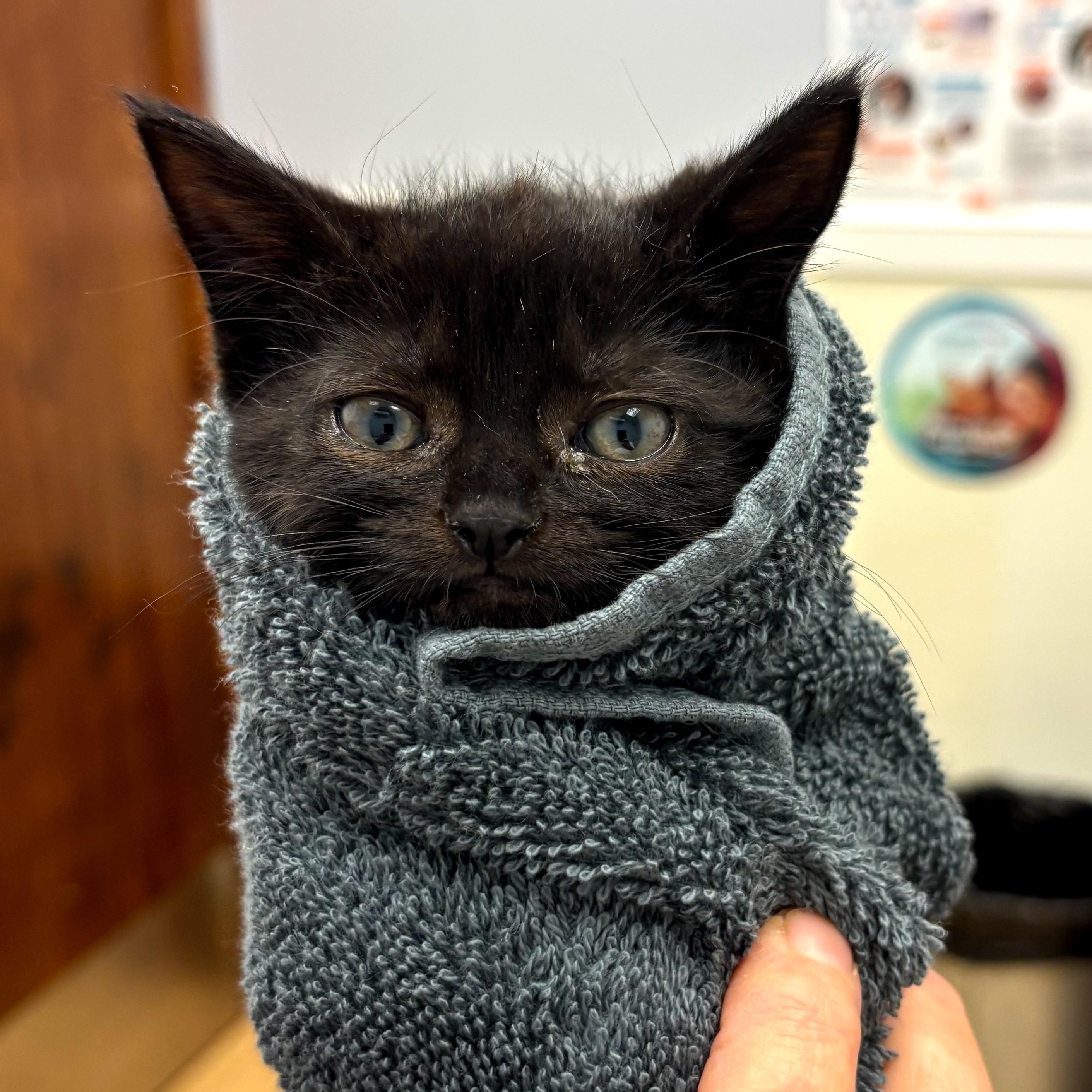 Sandy Bae, ADOPTABLE, Kitten Female Domestic Short Hair & Bombay.