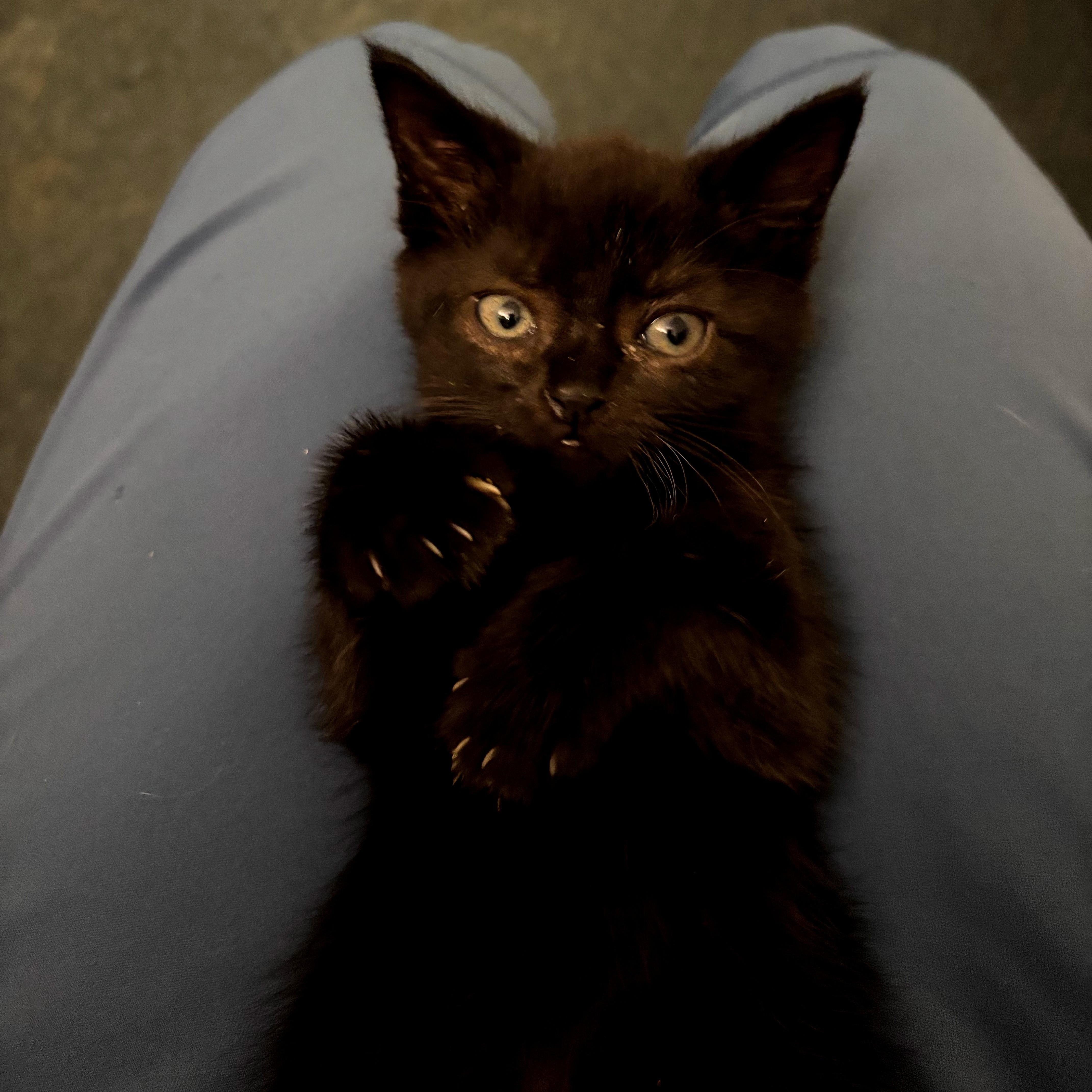 Sandy Bae, ADOPTABLE, Kitten Female Domestic Short Hair & Bombay.