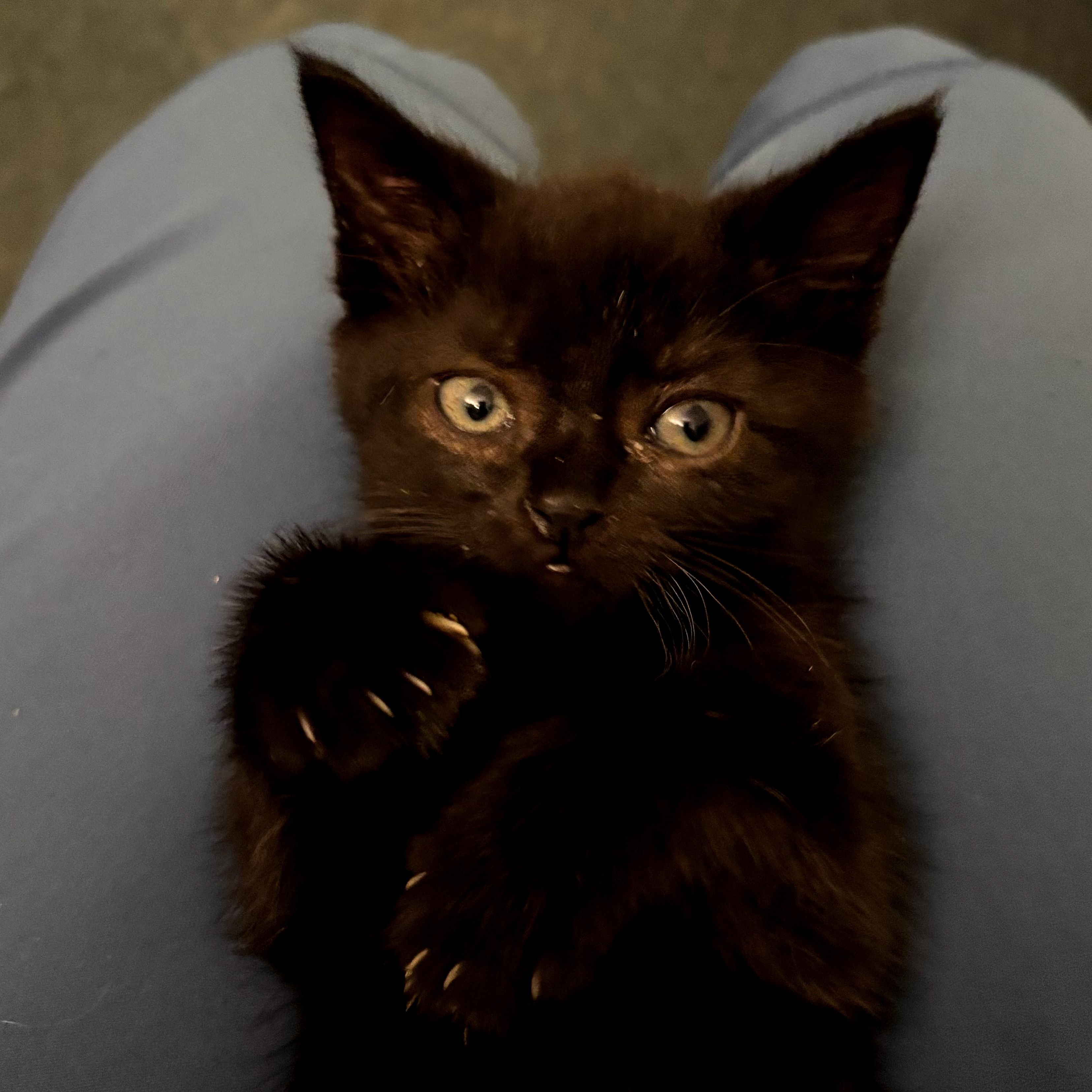 Sandy Bae, a ADOPTABLE mixed breed in Brooklyn, NY image 2/2