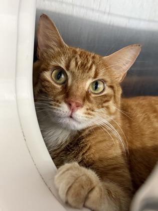 McLaren, Adoptable, Adult Male Domestic Short Hair & Domestic Short Hair.