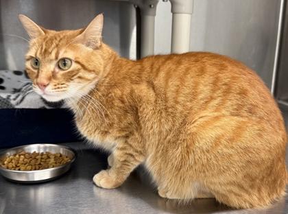 Enlarge McLaren, a Adoptable mixed breed in Venice, FL image 2/3