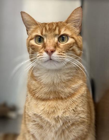 Enlarge McLaren, a Adoptable mixed breed in Venice, FL image 3/3
