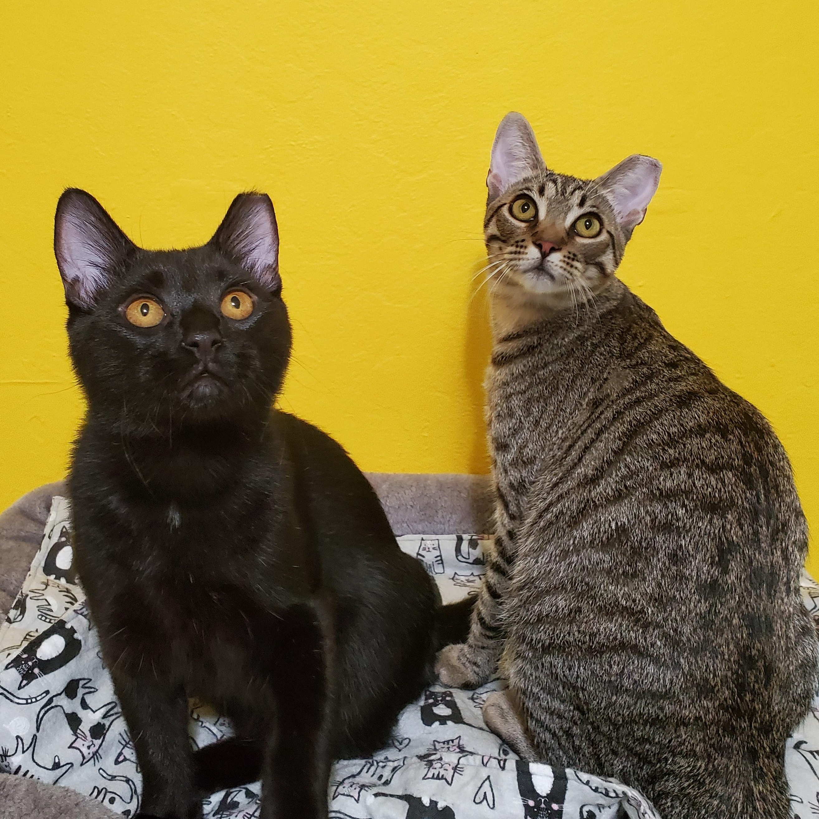 Oscar & Arthur, Adoptable, Kitten Male Domestic Short Hair.