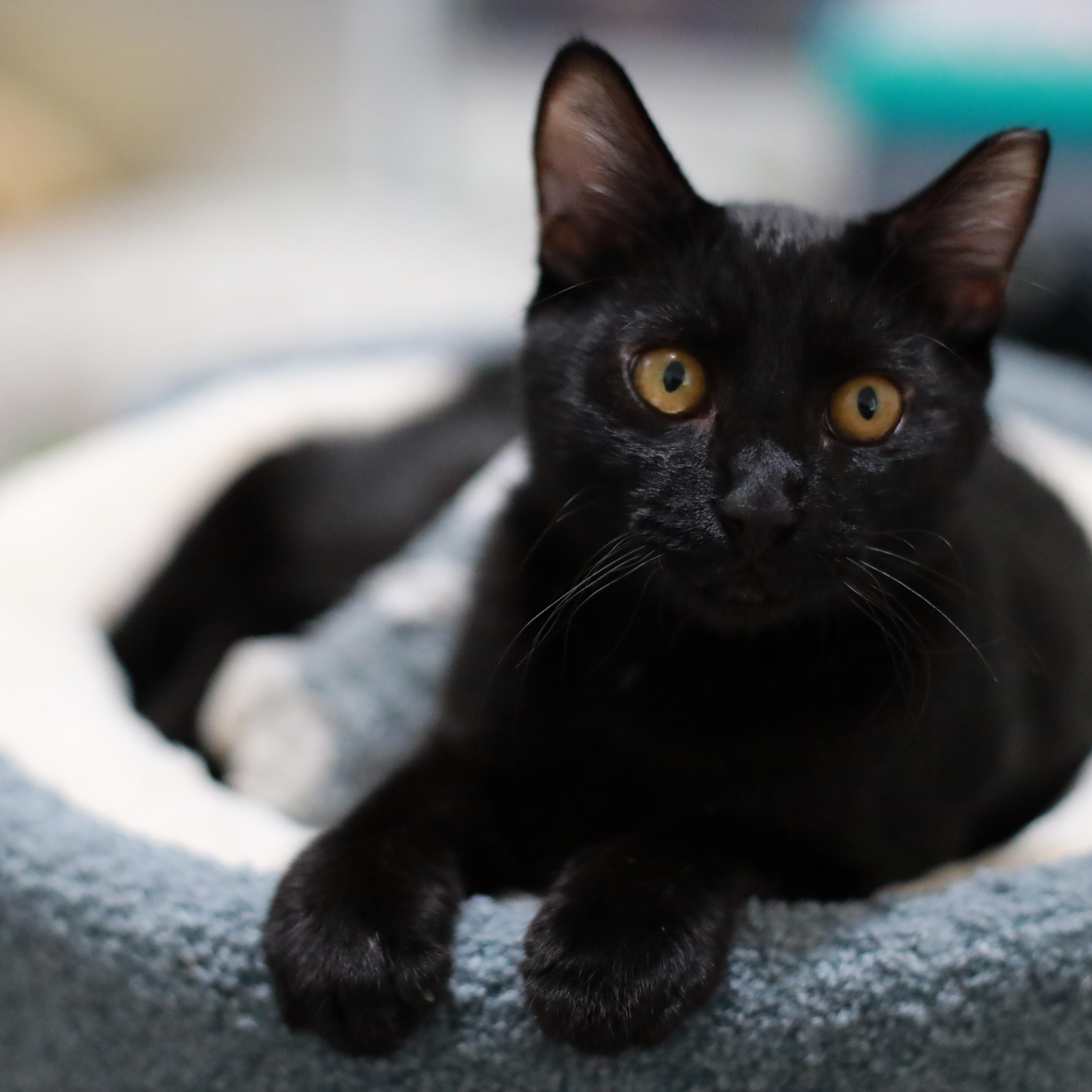 Enlarge Oscar & Arthur, a Adoptable Domestic Short Hair in San Jose, CA image 5/6