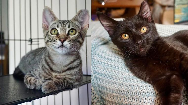 Oscar & Arthur, Adoptable, Kitten Male Domestic Short Hair.