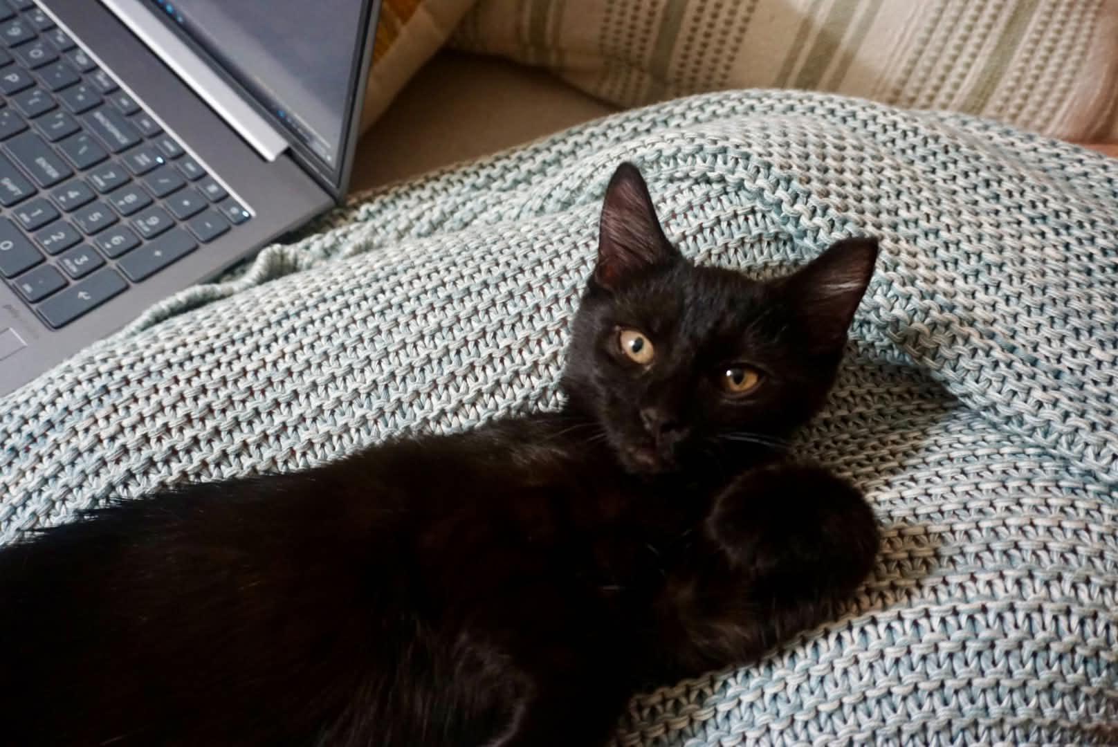 Oscar & Arthur, a Adoptable Domestic Short Hair in San Jose, CA image 2/6