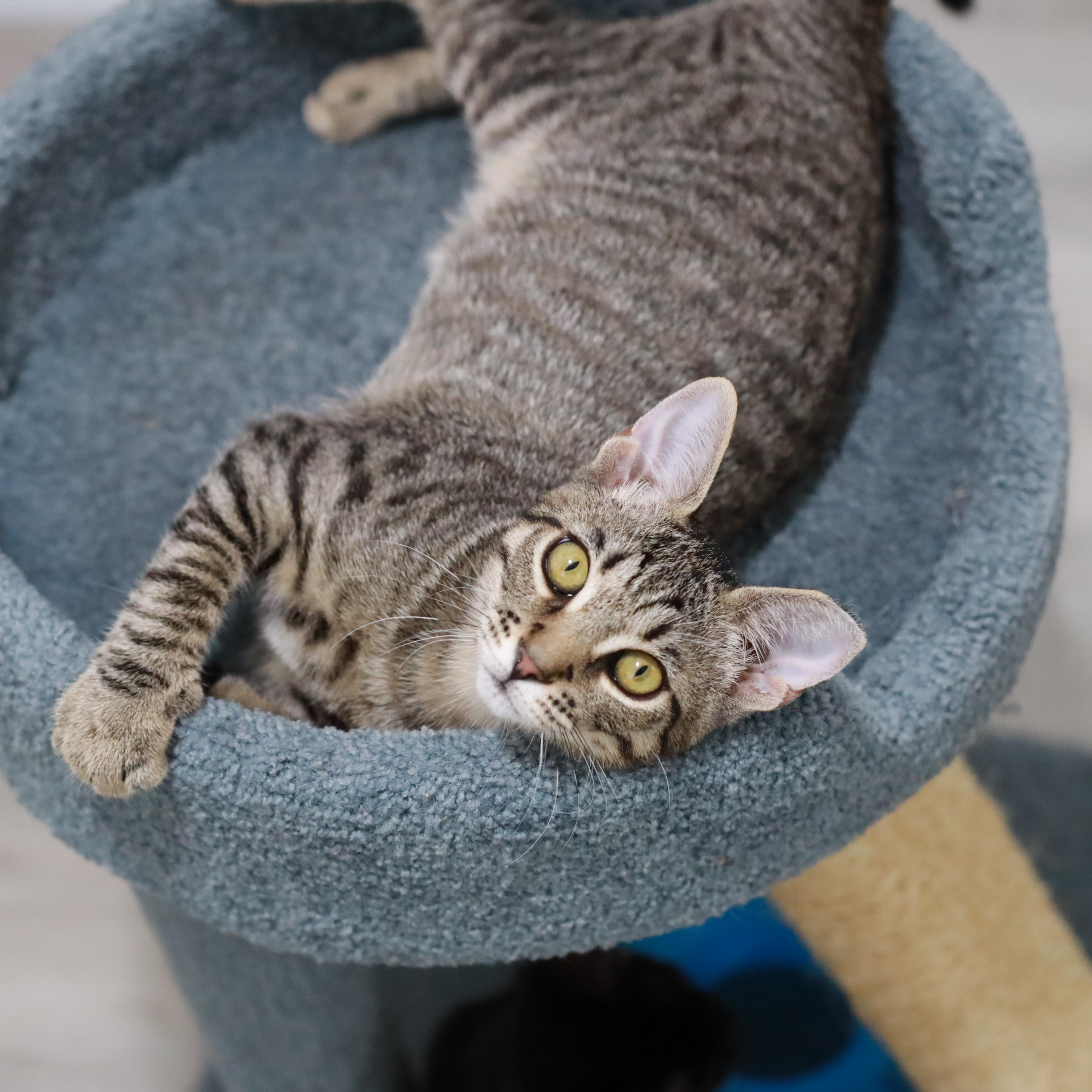 Enlarge Oscar & Arthur, a Adoptable Domestic Short Hair in San Jose, CA image 5/6